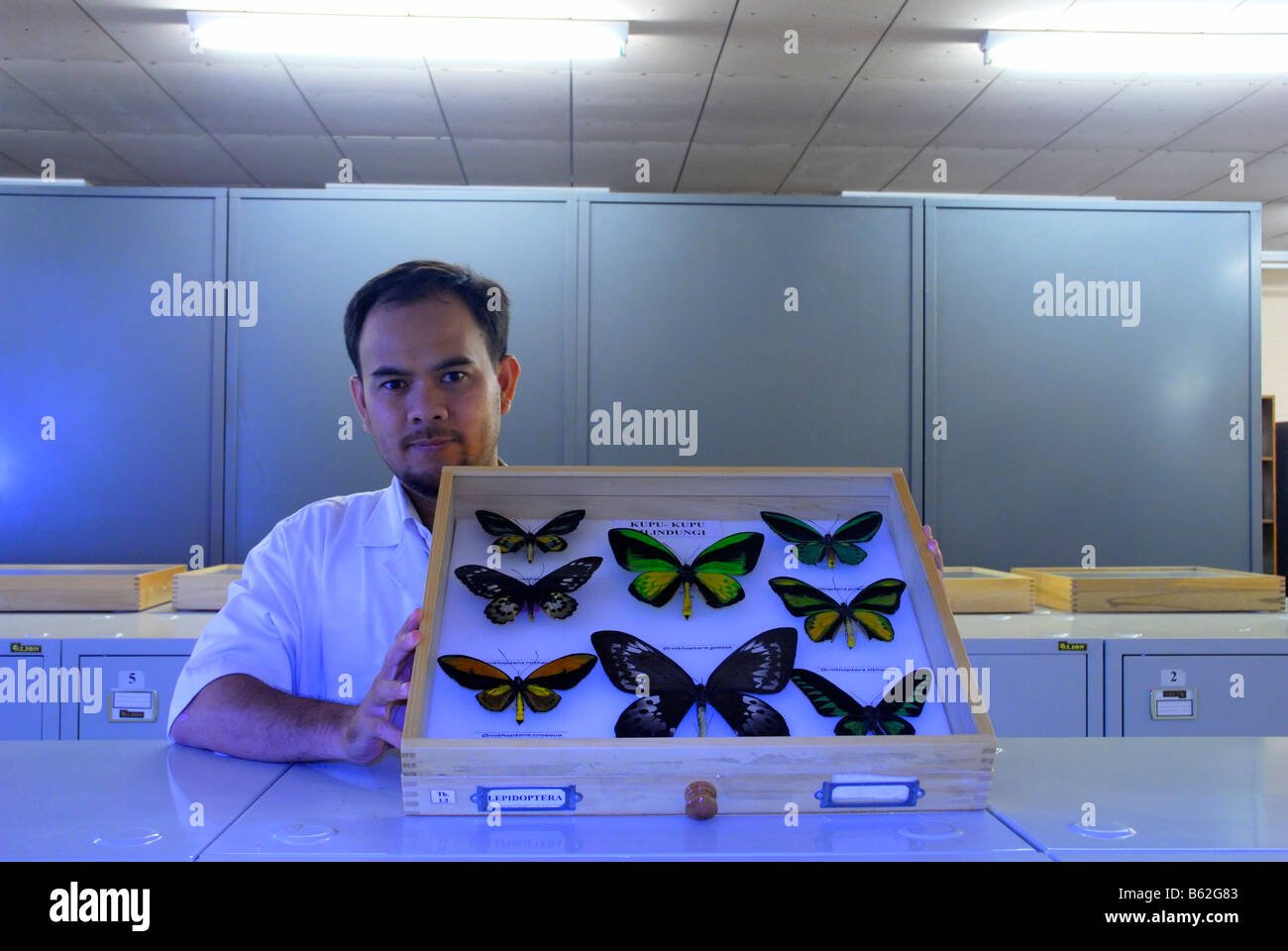 Scienziato indonesiano uomo in laboratorio con la collezione di farfalle in mano, Terzo mondo le persone Foto Stock