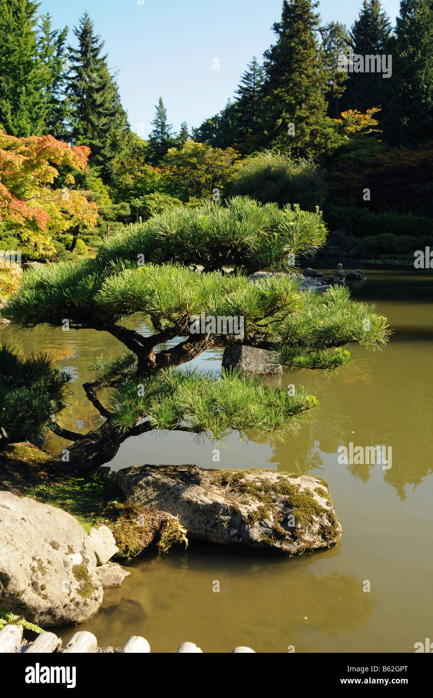 Gli alberi esotici vicino al lago,giardino Giapponese,Seattle, Washington, STATI UNITI D'AMERICA,US,l'America del Nord Foto Stock