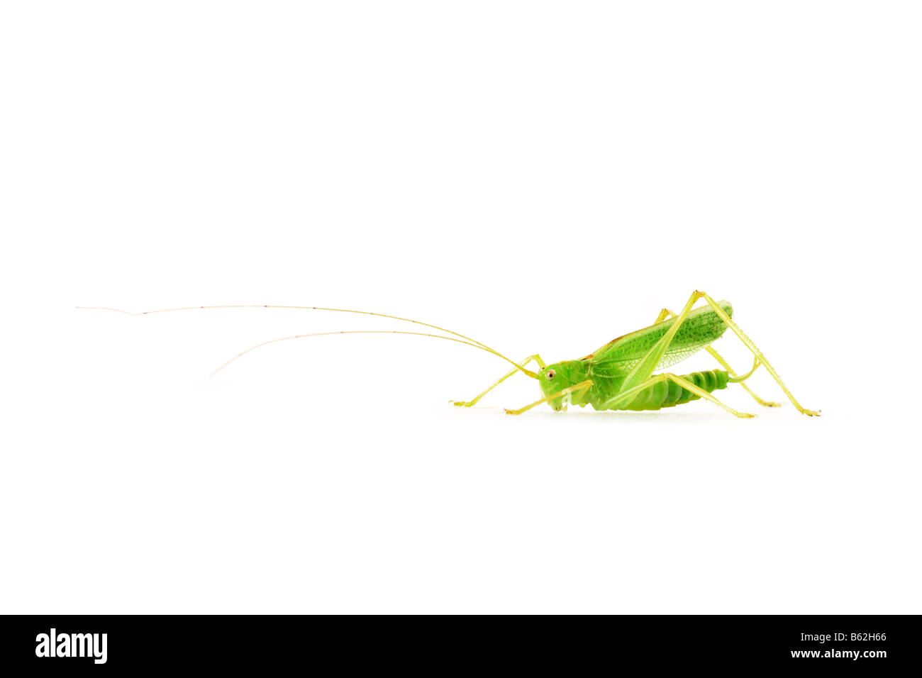 Tiny grasshopper con lunghe antenne isolati su sfondo bianco Foto Stock