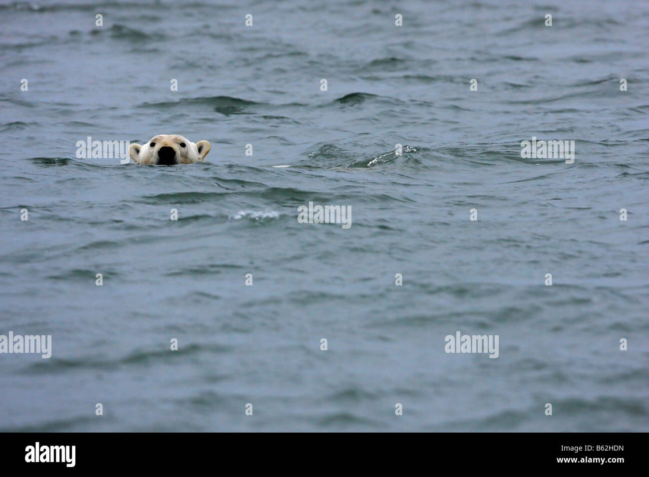 Un orso polare (Ursus maritimus) affiora la testa sopra l'acqua mentre si nuota nell'Oceano Artico off l'Artico costa dell Alaska Foto Stock