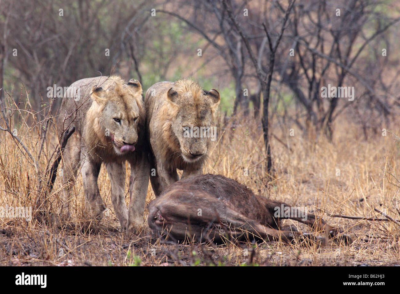 Due giovani leoni maschio in piedi sopra un bufalo kill Foto Stock
