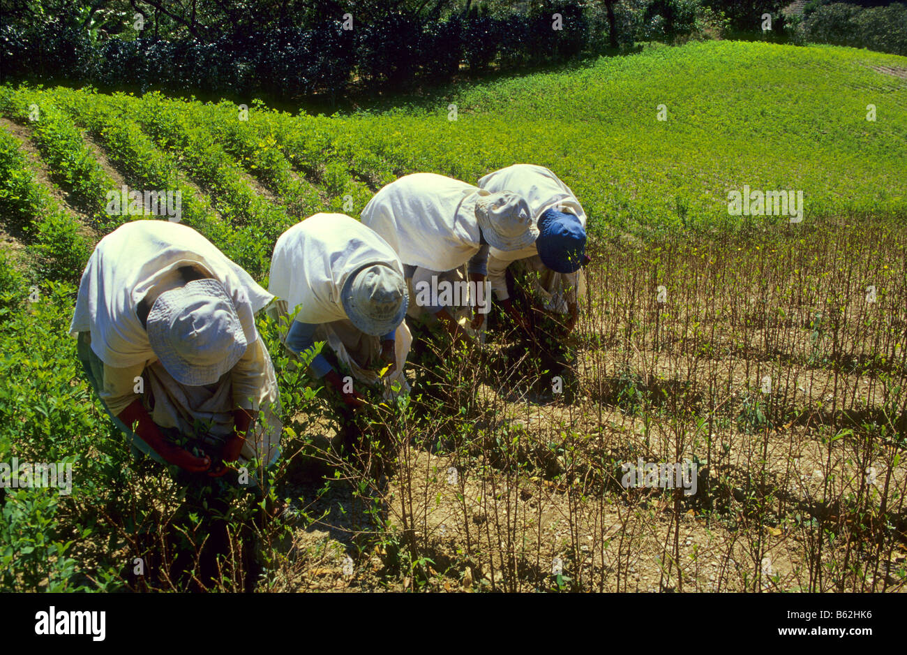 La raccolta di foglie di coca per uso tradizionale Los Yungas Bolivia Foto Stock