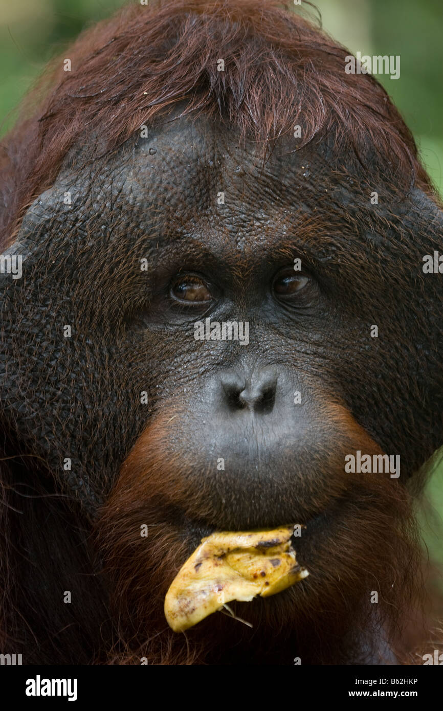 Maschio flangiato bornean bornean orangutan Pongo pygmaeus mangiare una banana in Tanjung messa NP Borneo Foto Stock