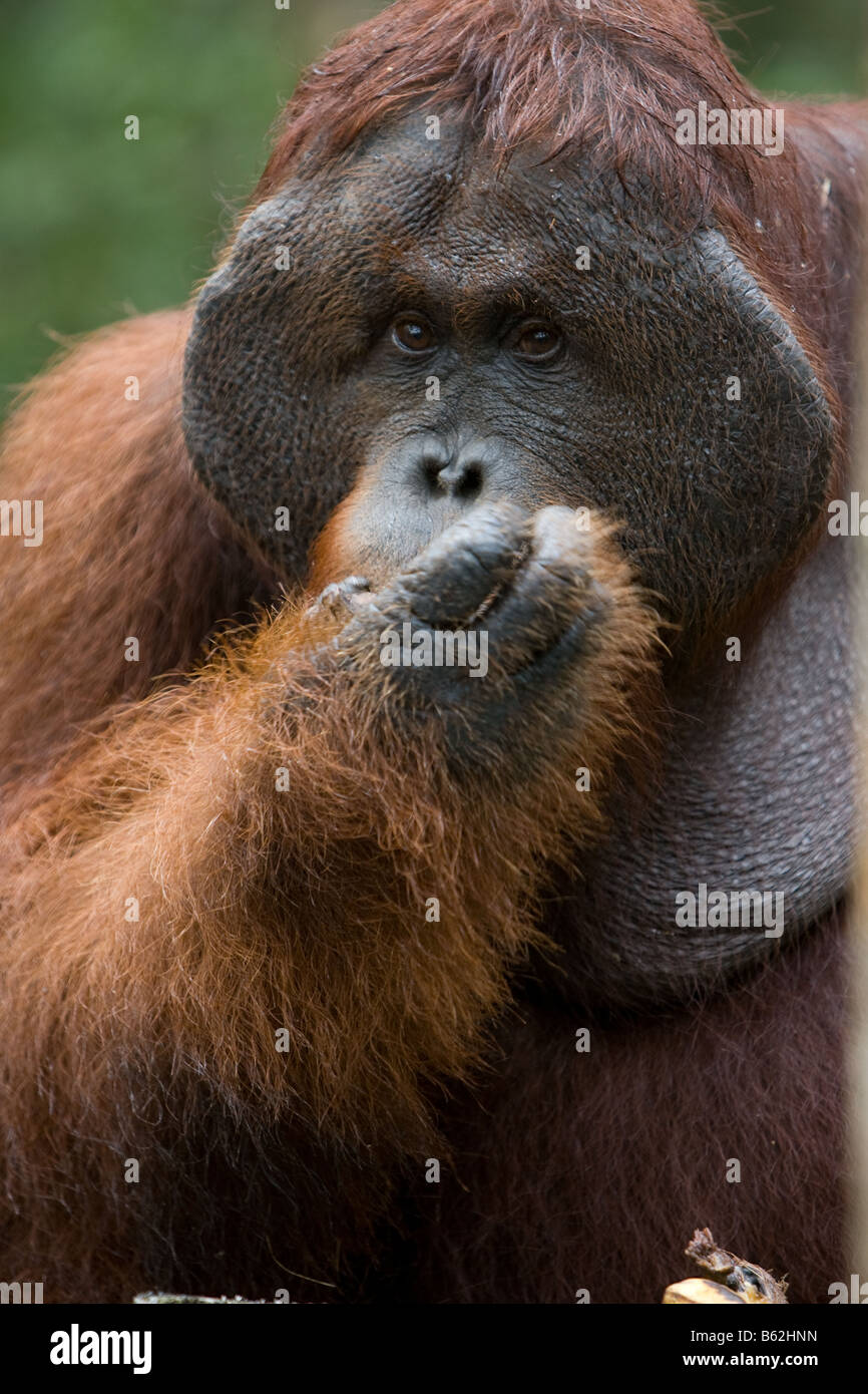 Maschio flangiato bornean bornean orangutan Pongo pygmaeus mangiare una banana in Tanjung messa NP Borneo Foto Stock