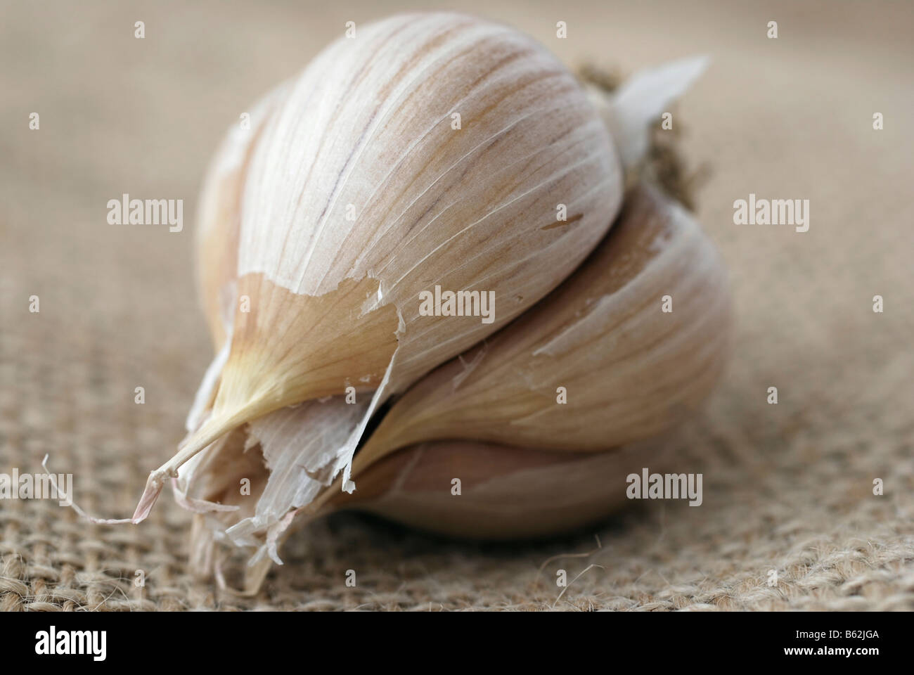 Bulbo di aglio Foto Stock