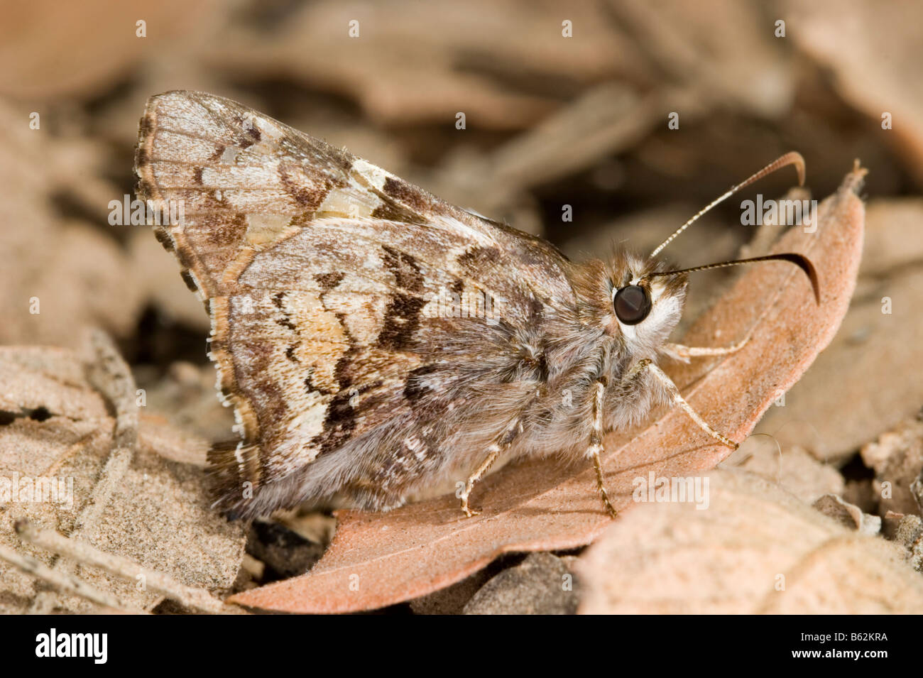 Corto-tailed Skipper Zestusa dorus Foto Stock