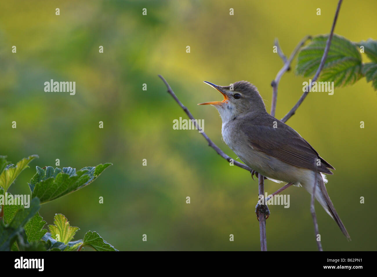 Blyth Reed del trillo (Acrocephalus dumetorum) adulto a cantare in giardino. Foto Stock