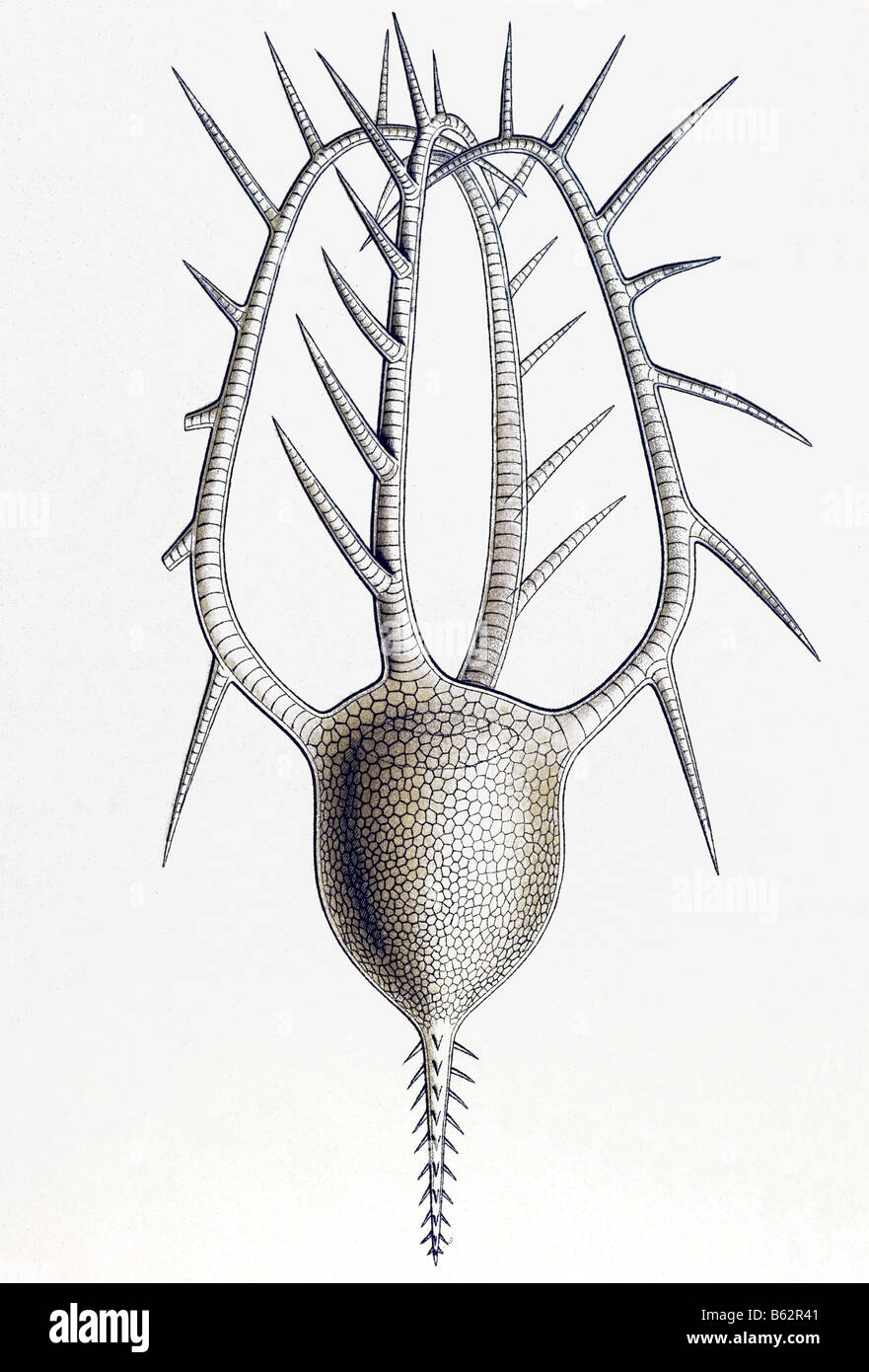 Phaeodaria / Rohrstrahlinge, nome Circogonia, Haeckel, Kunstformen der Natur, art nouveau, xx secolo, in Europa Foto Stock