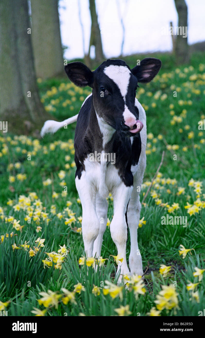 Holstein frisone in vitello daffodil, Ledbury, Gloucestershire, Inghilterra Foto Stock