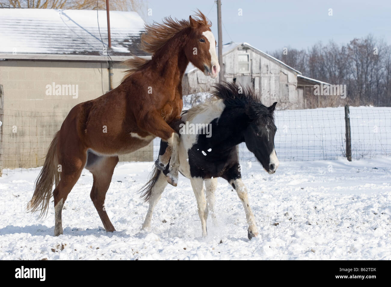 Vernice prigioniero di cavalli puledri che giocano sulla neve Foto Stock