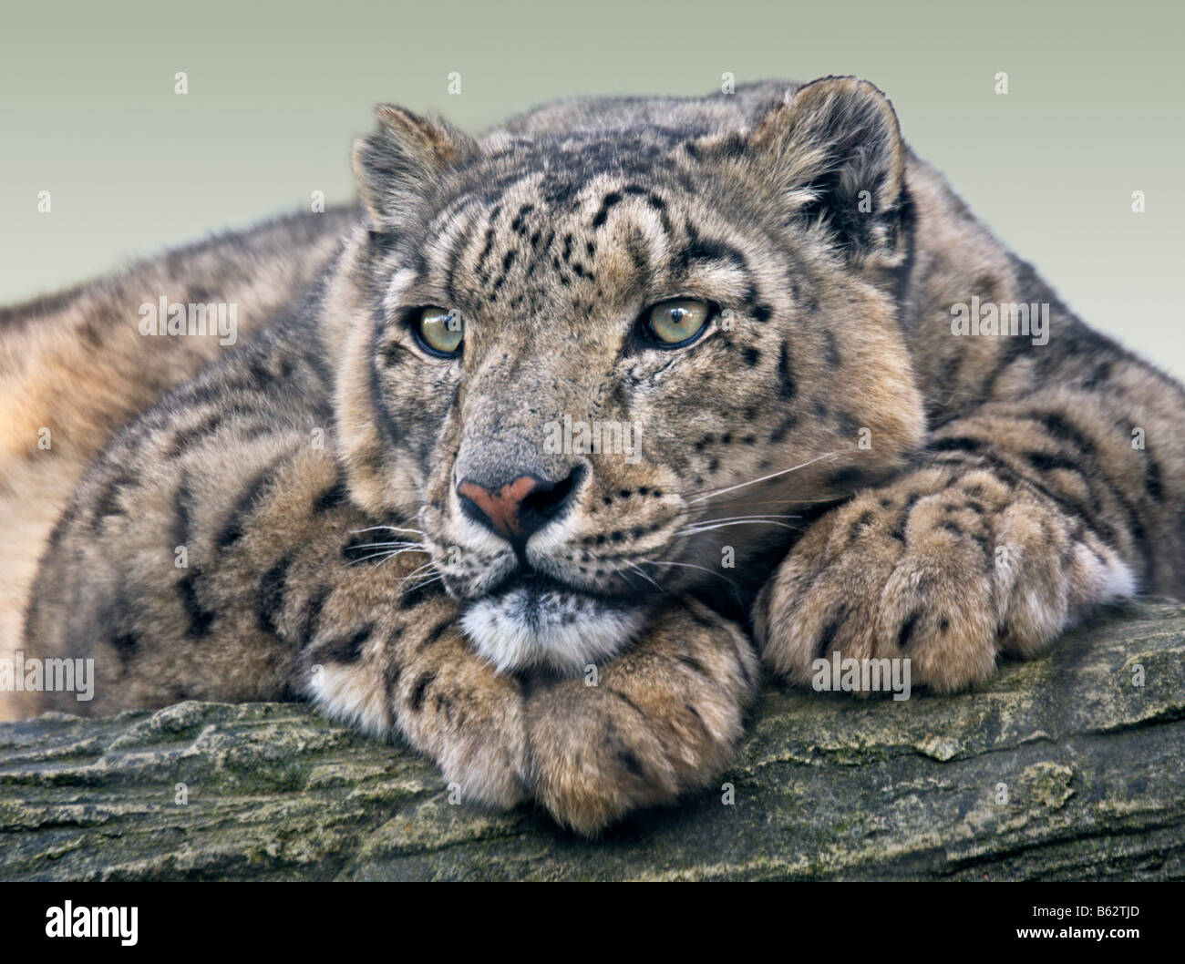Femmina di Snow Leopard (Uncia uncia) Foto Stock