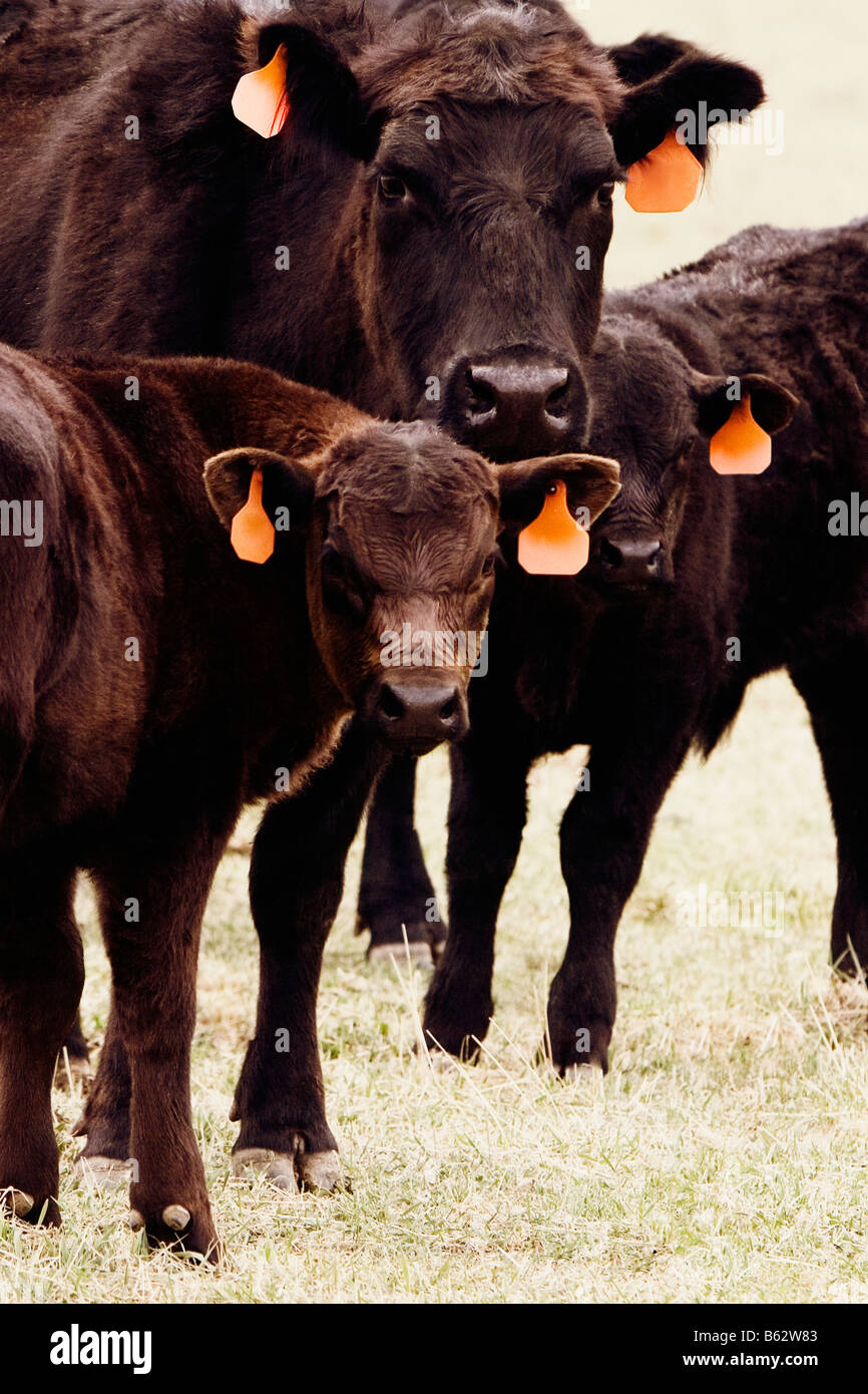 Tagged mucca con la sua vitelli Foto Stock
