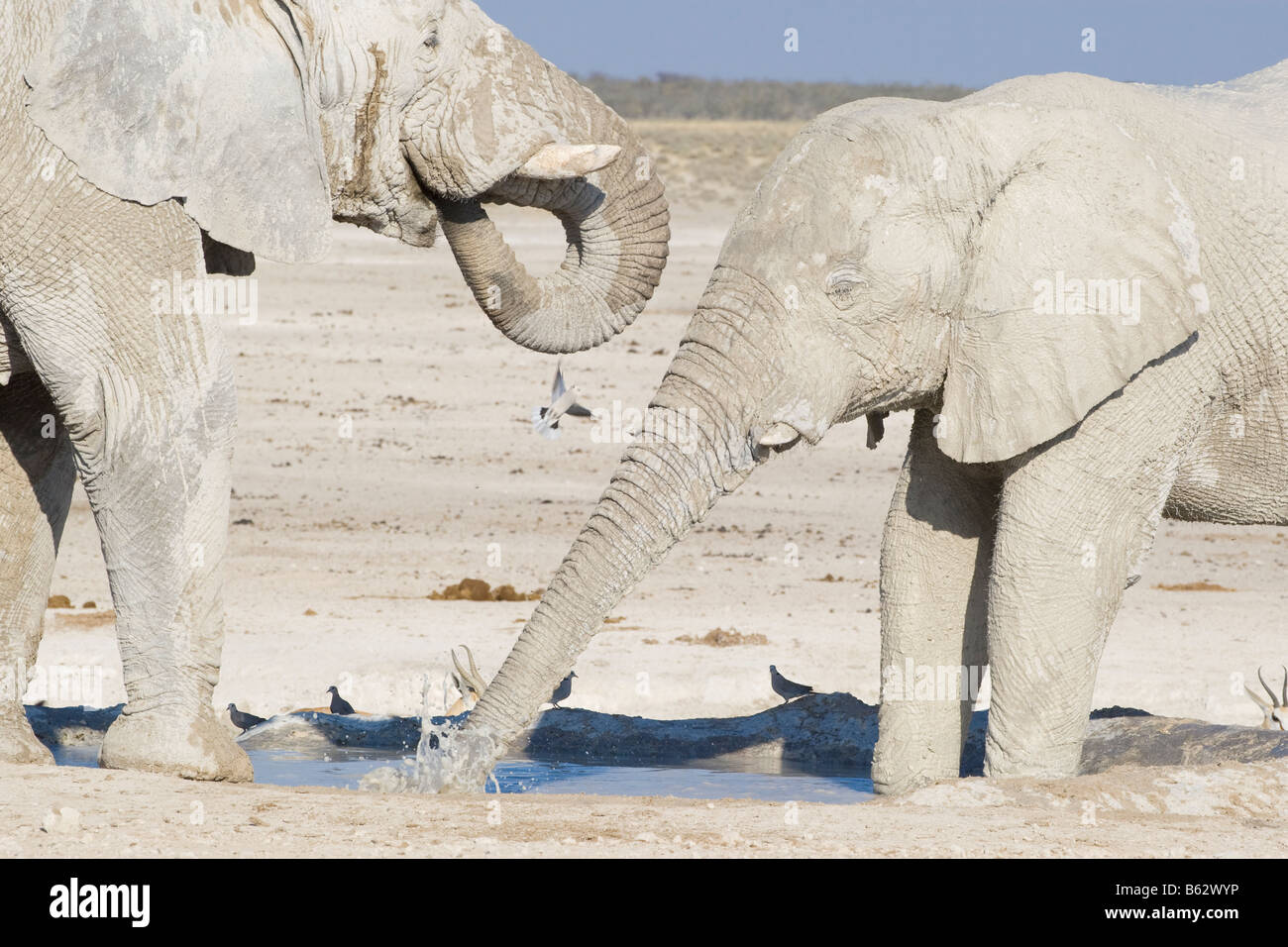 Gli elefanti del deserto e Namaqua Dovesat un piccolo hotel d'acqua nel Parco Nazionale Etosha, Namibia Foto Stock