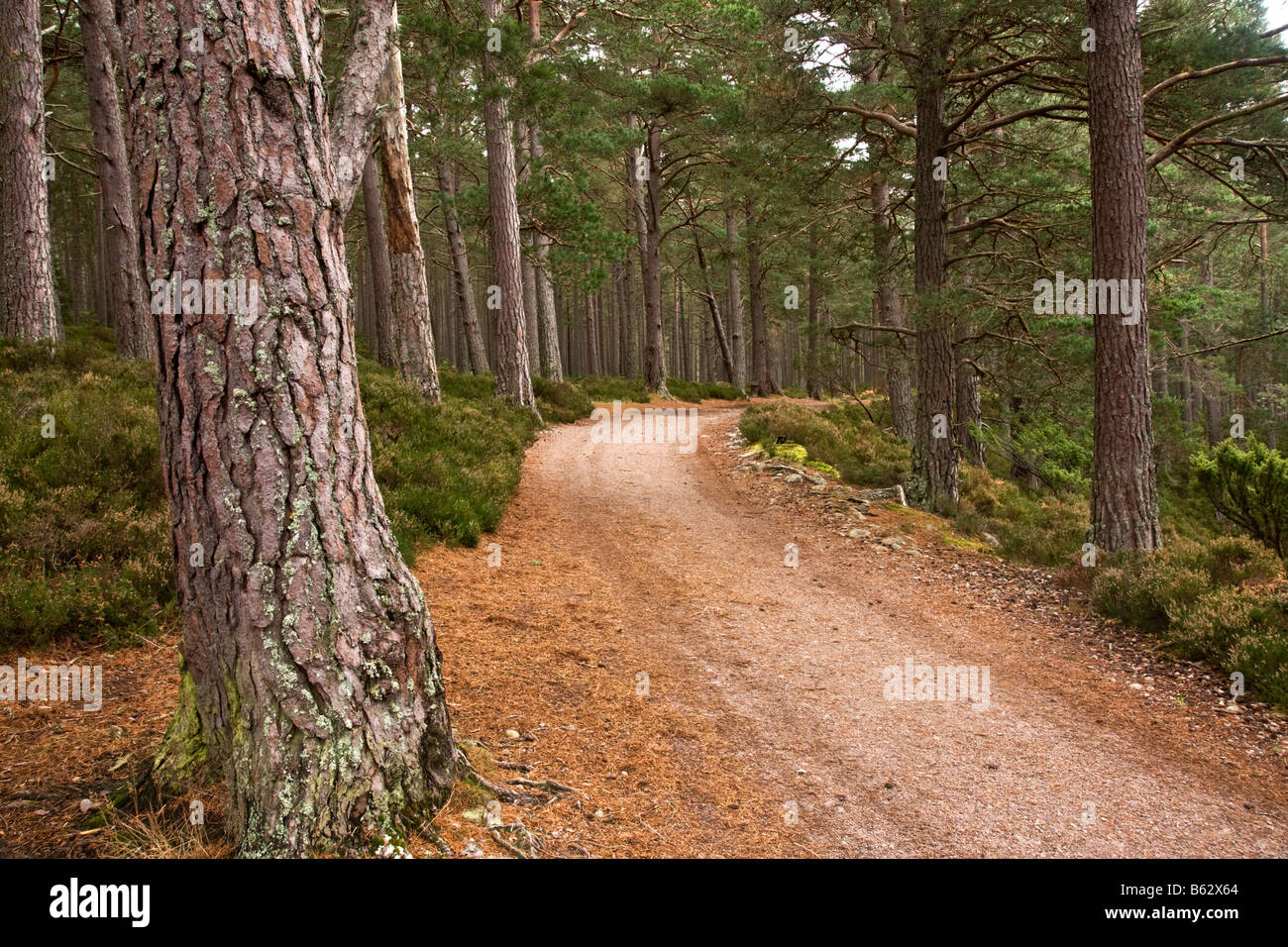 Pista forestale attorno a Loch un Eillien nei Cairngorms, Scozia Foto Stock