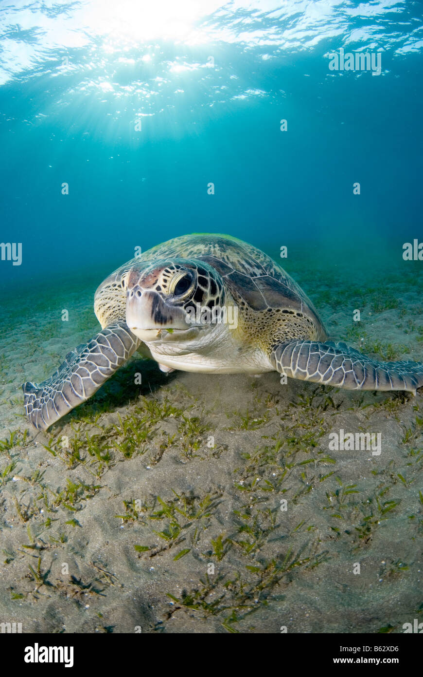 Tartaruga Verde, Chelonia Mydas, alimentando sul mare di erba. Foto Stock
