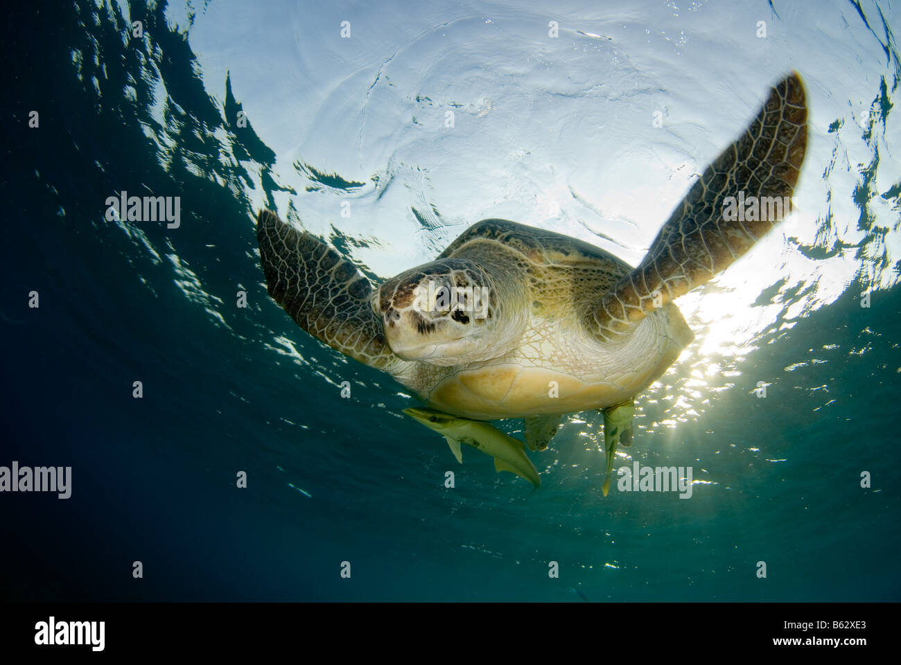 Tartaruga Verde, Chelonia Mydas, nuoto nei bassifondi dopo la respirazione sulla superficie. Foto Stock