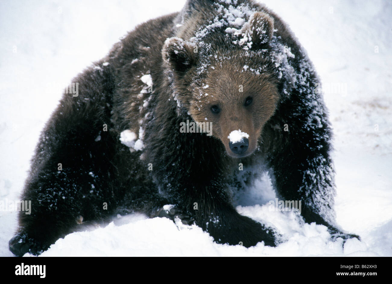 La nostra brun Braunbaer Unione Orso Bruno Ursus arctos sulla neve animale Baer bear Braunbaer Braunbaeren Canoidea captive Carnivora c Foto Stock