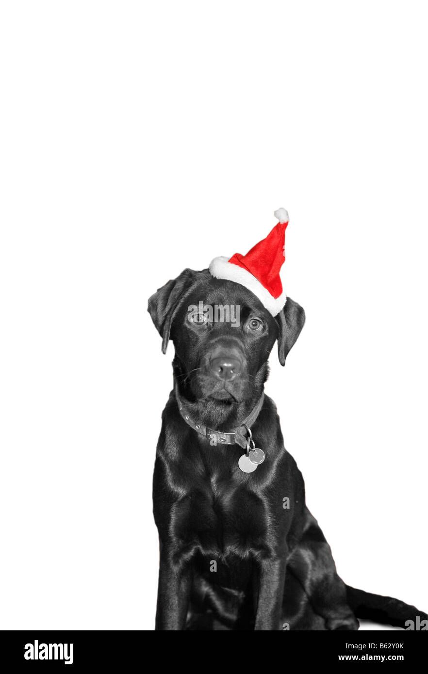 Un nero labrador cane in un cappello da Babbo Natale contro una neve sullo sfondo bianco a Natale Foto Stock