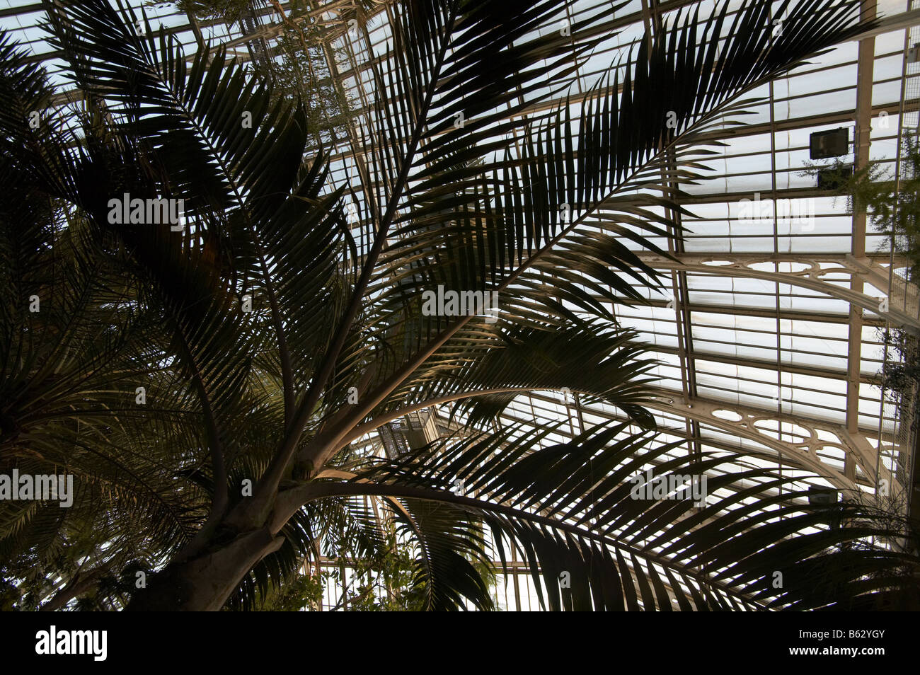 Alberi di Palma all'interno della Casa Clima temperato in Kew Gardens Londra Inghilterra REGNO UNITO Foto Stock