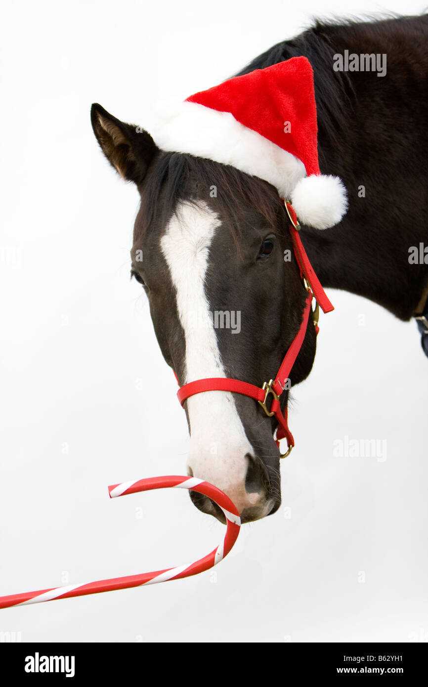 Colpo alla testa di un bianco e nero cavallo che indossa un rosso e bianco Santa hat e rosso brillante halter con un gigantesco candy cane. Foto Stock