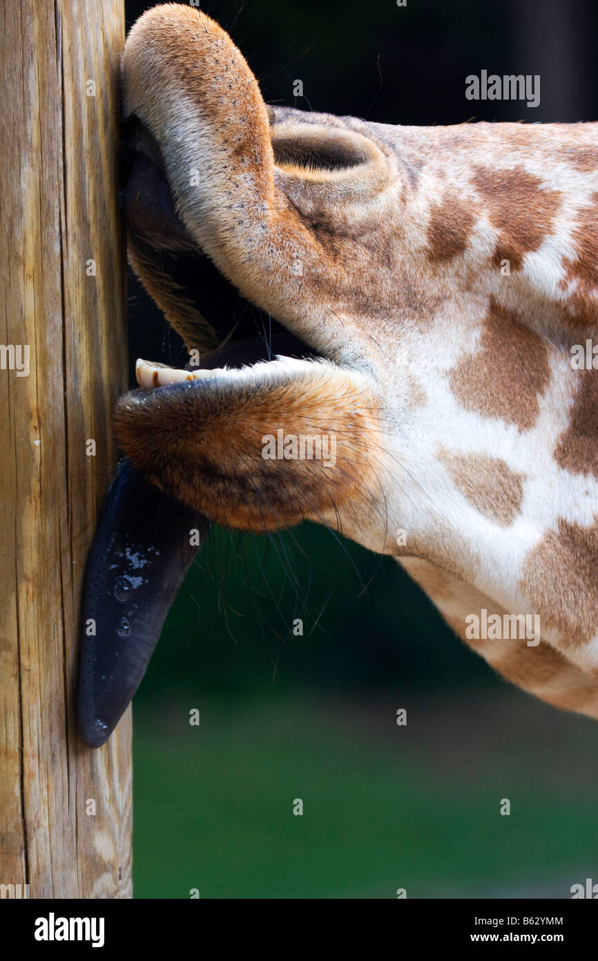Extreme close up di una giraffa leccare un palo di legno Foto Stock