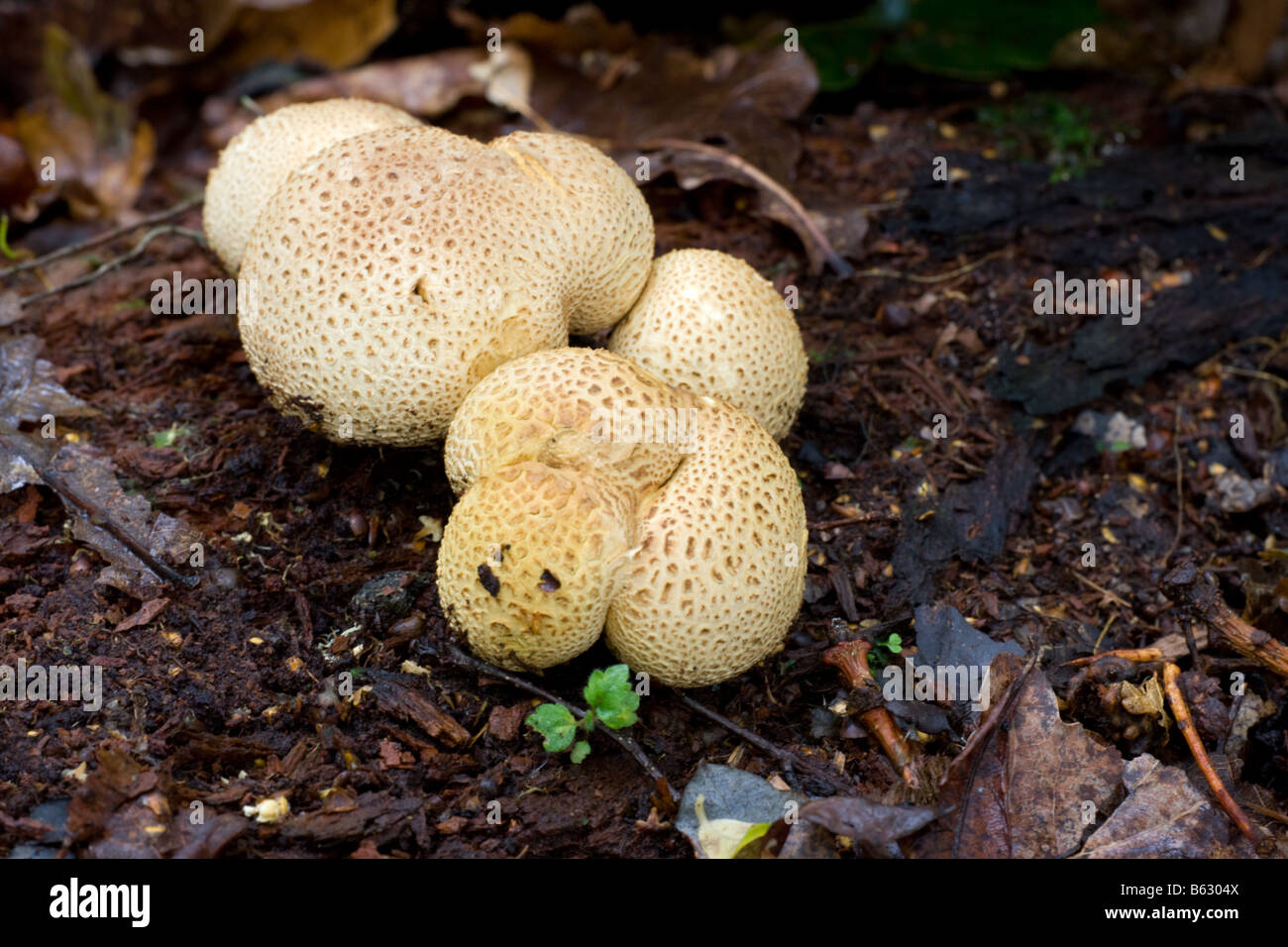 Messa a terra comune sfera Scleroderma citrinum funghi crescente tra figliata di foglia Foto Stock