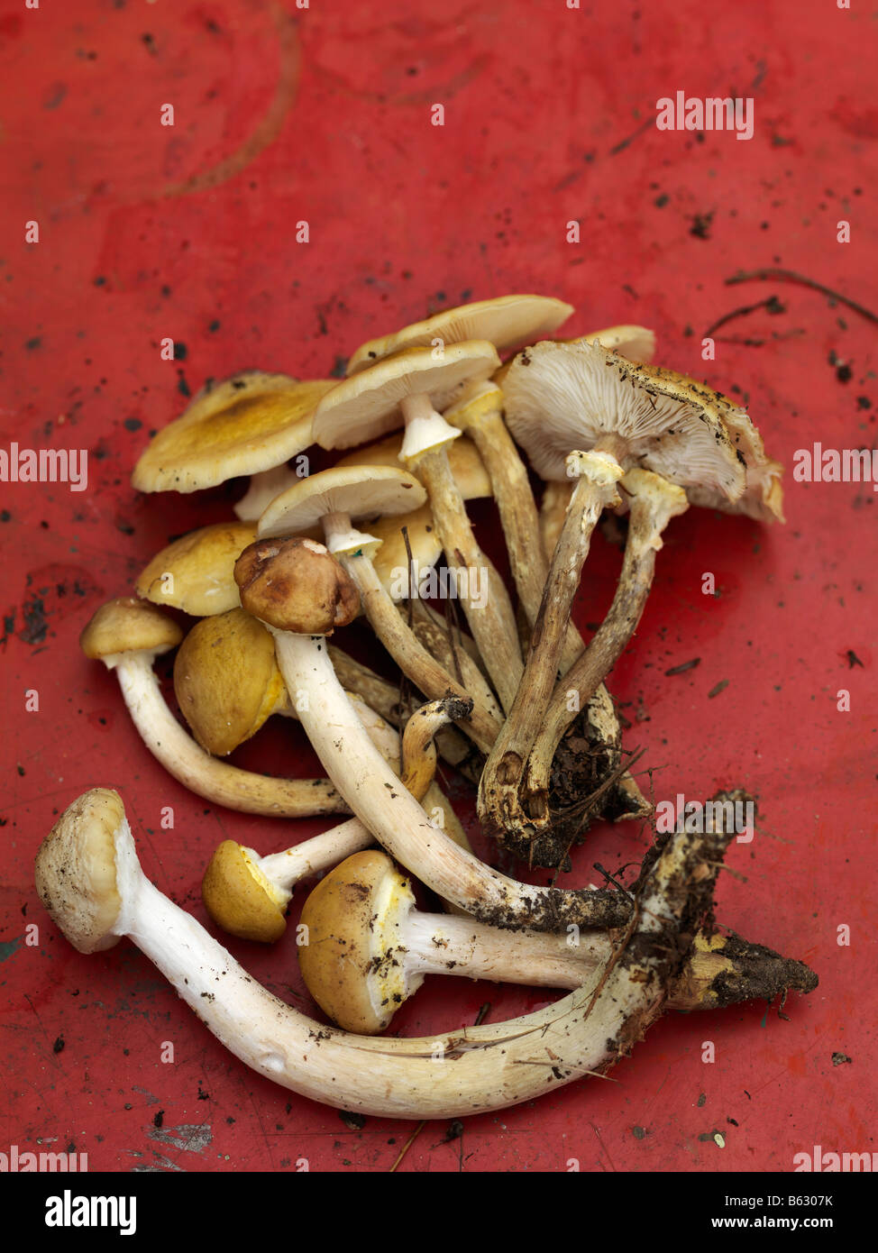 Una varietà di funghi trovati nelle colline di Upstate NY durante la ricerca di funghi. Foto Stock