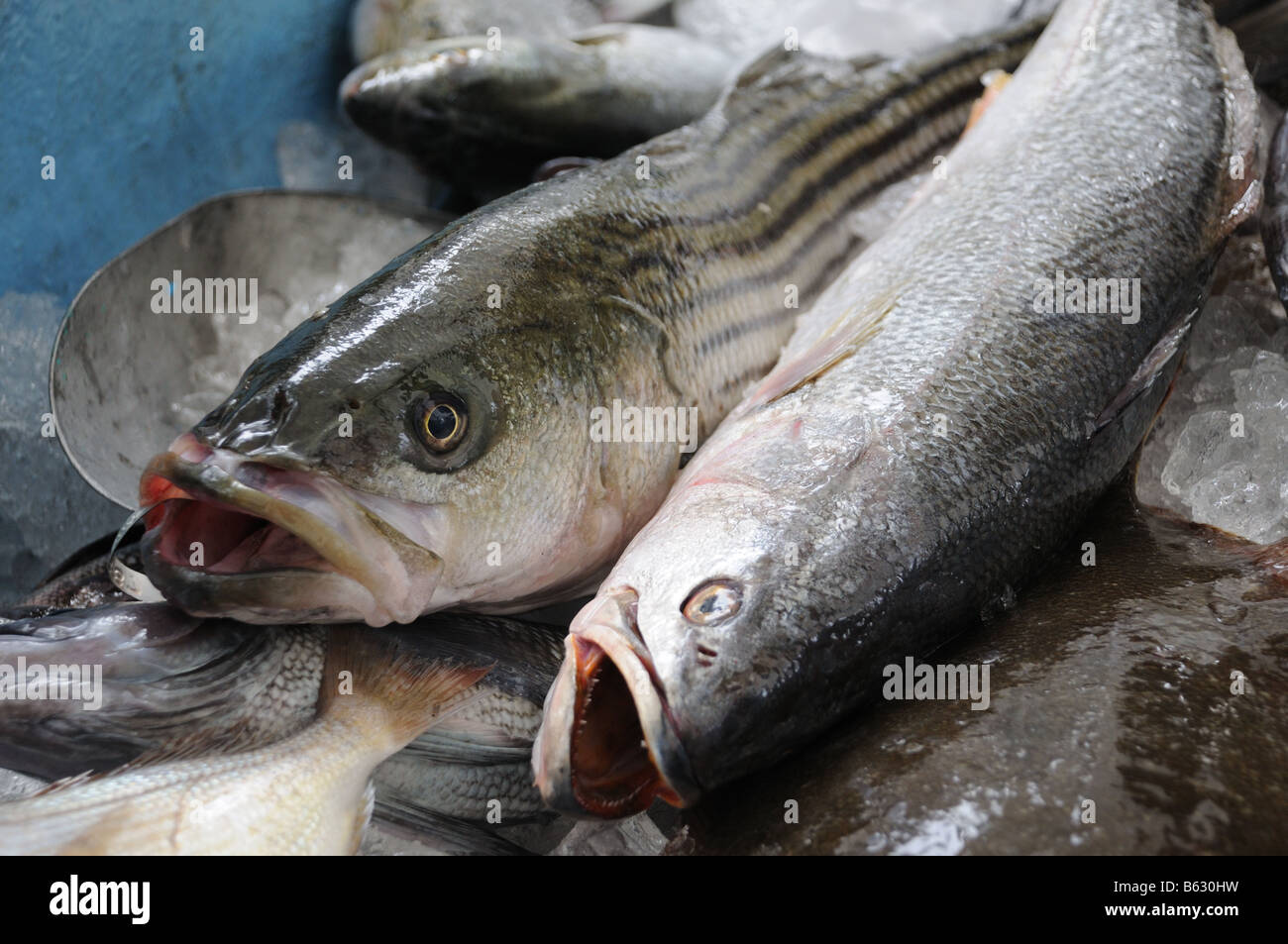 La trota di mare e striped bass in vendita in una Manhattan Greenmarket. Foto Stock