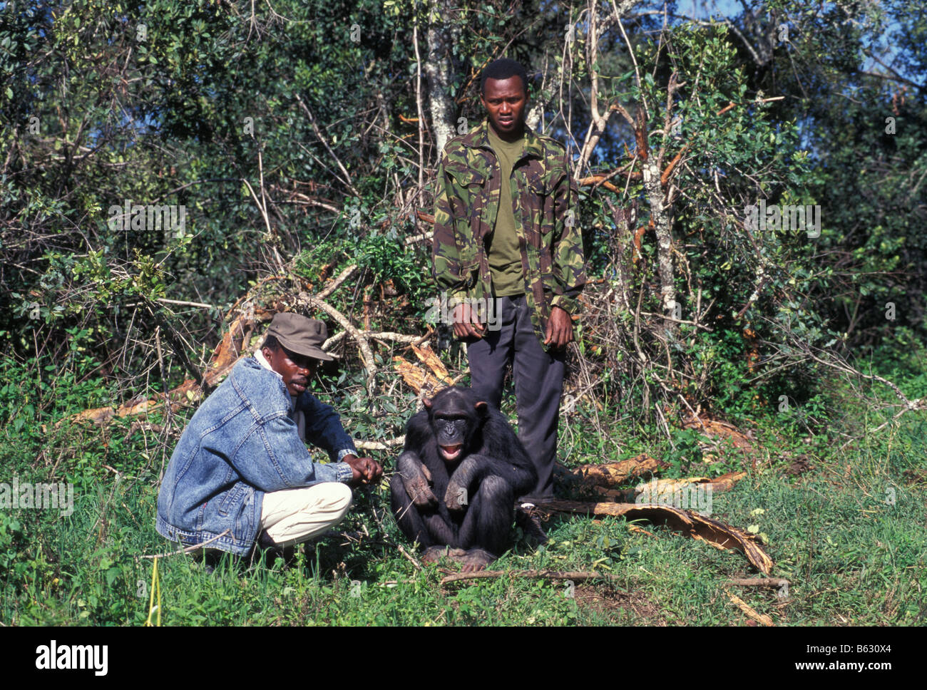 Chimp seduti a terra con i gestori Foto Stock