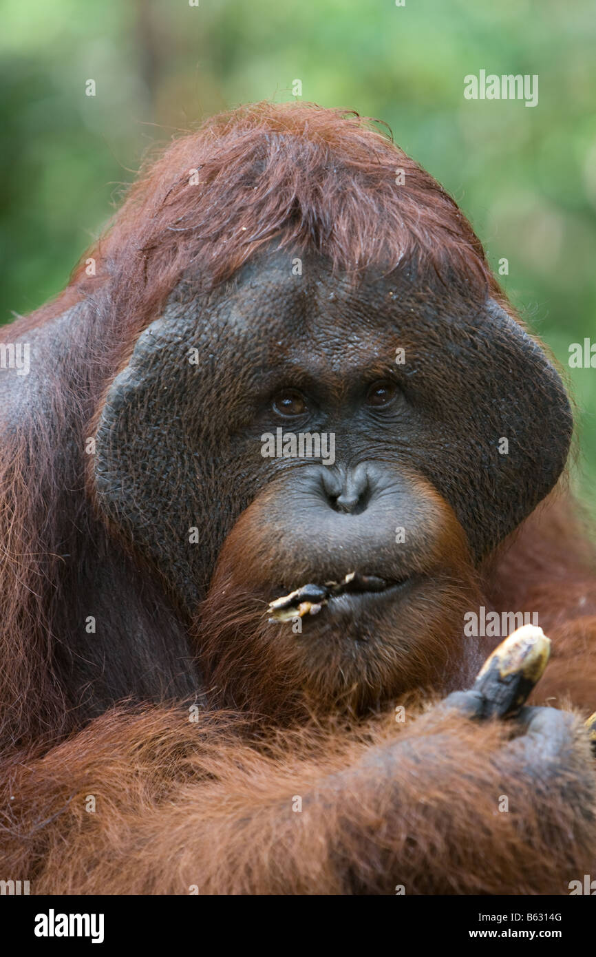 Maschio flangiato bornean orangutan Pongo pygmaeus mangiare una banana in Tanjung messa NP Borneo Foto Stock