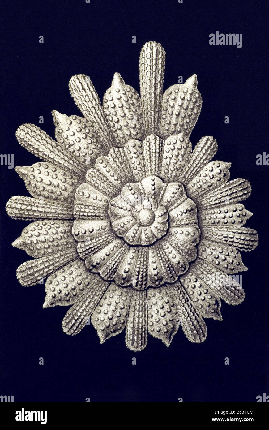 Thalamophora / Kammerlinge, nome Globigerina, Haeckel, Kunstformen der Natur, art nouveau, xx secolo, in Europa Foto Stock