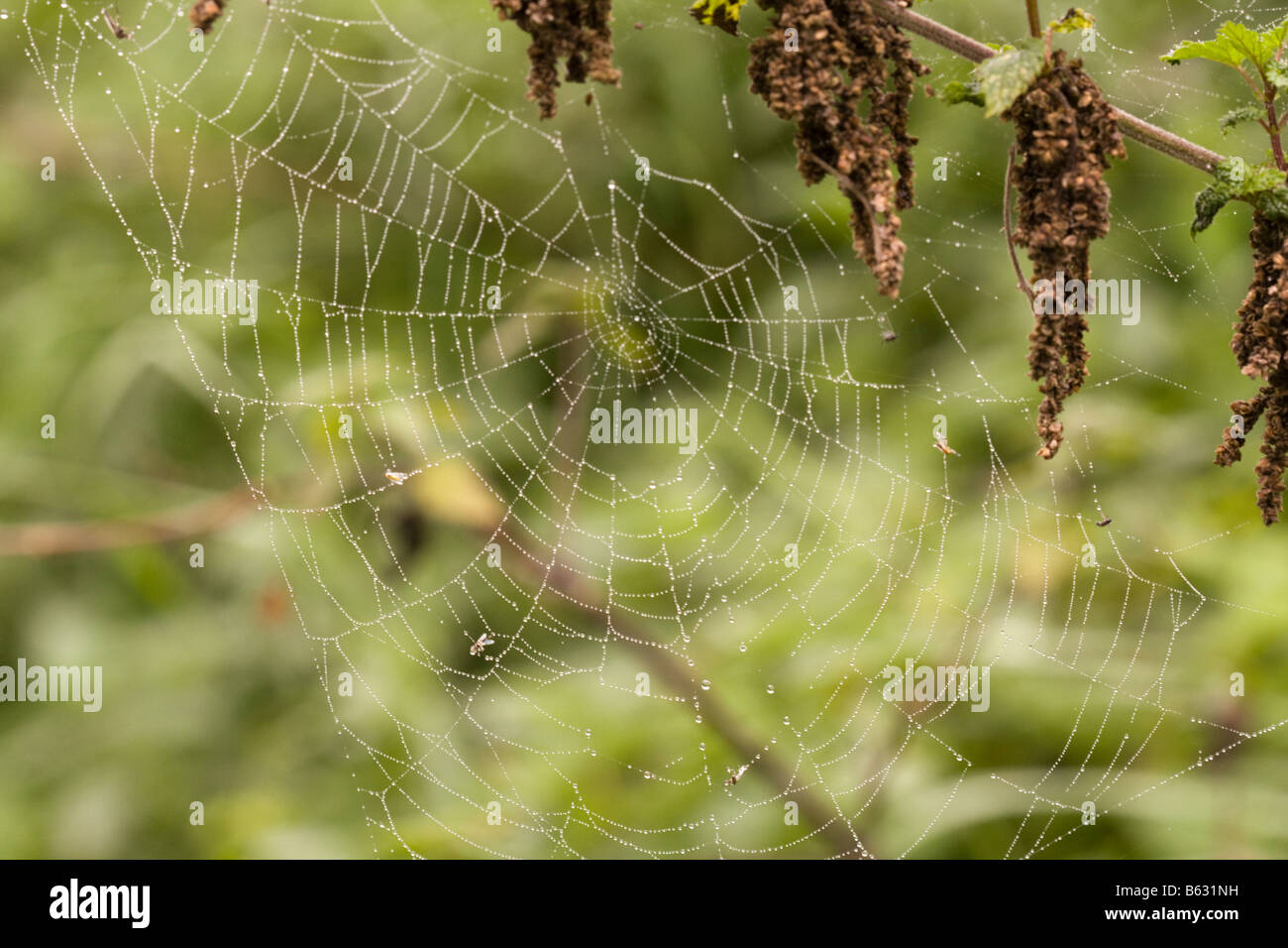 Una tela di ragno con mattina Dewdrops e mosche morte Foto Stock