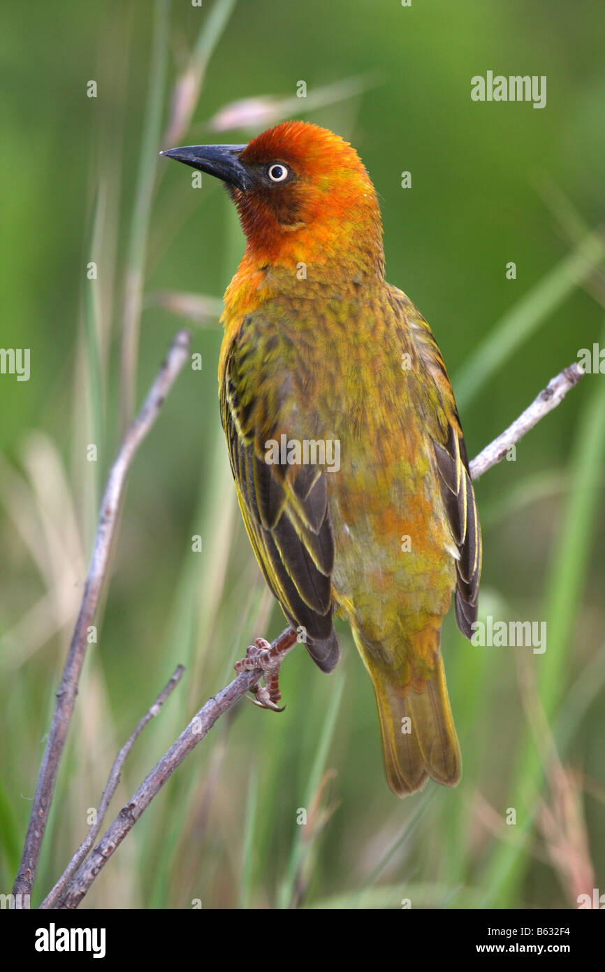 Cape weaver ploceus capensis singolo adulto maschio Foto Stock