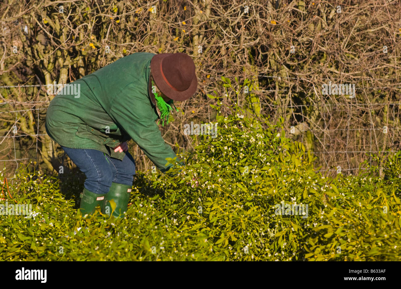 Commercio all'ingrosso annuale asta di taglio agrifoglio e vischio per le decorazioni di Natale a Little Hereford, Shropshire, Inghilterra, Regno Unito Foto Stock