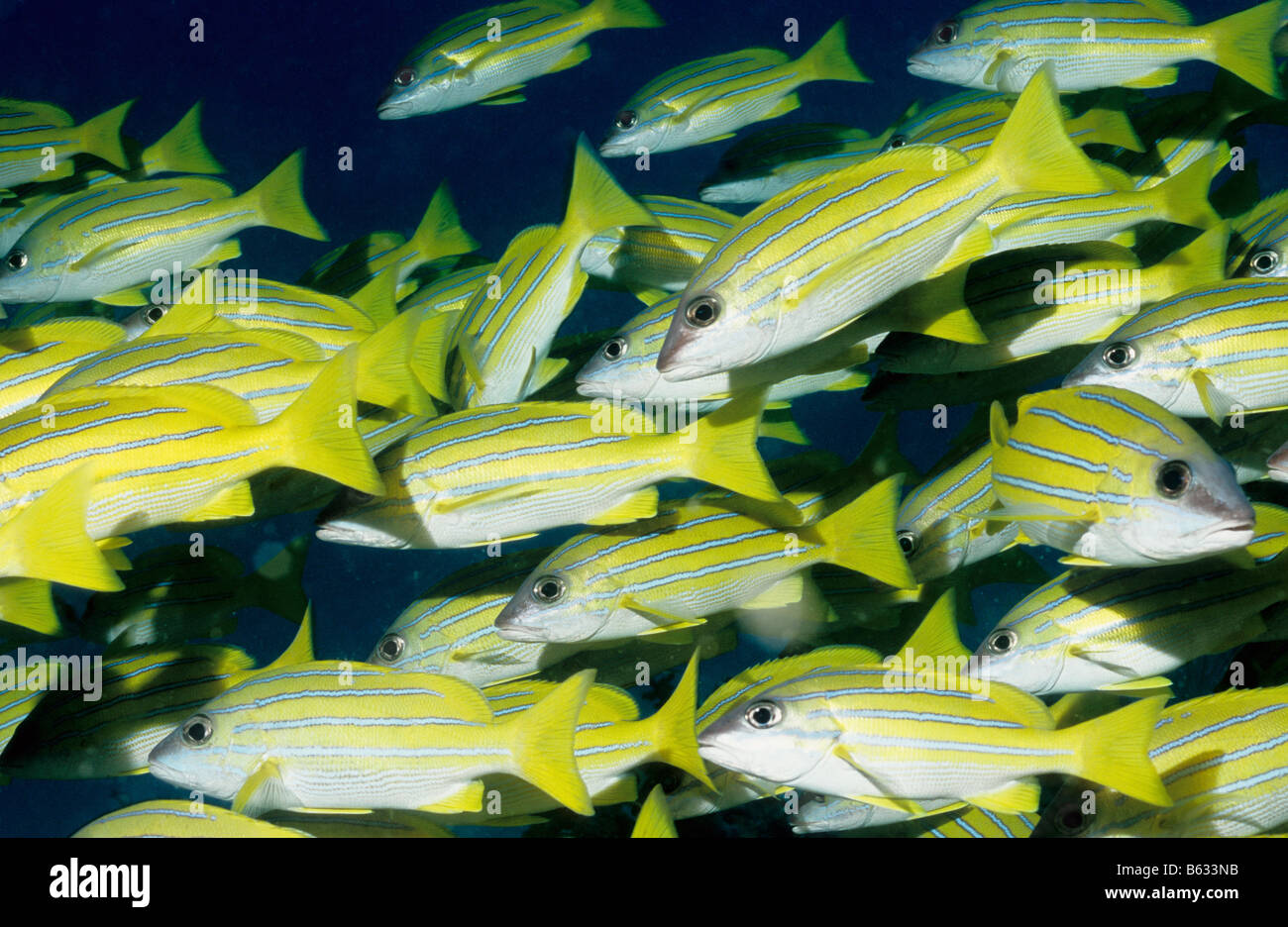 A strisce blu lutiani. Famiglia: Lutjanidae. Lutjanus Kasmira. Vita sottomarina del Mladives. Foto Stock