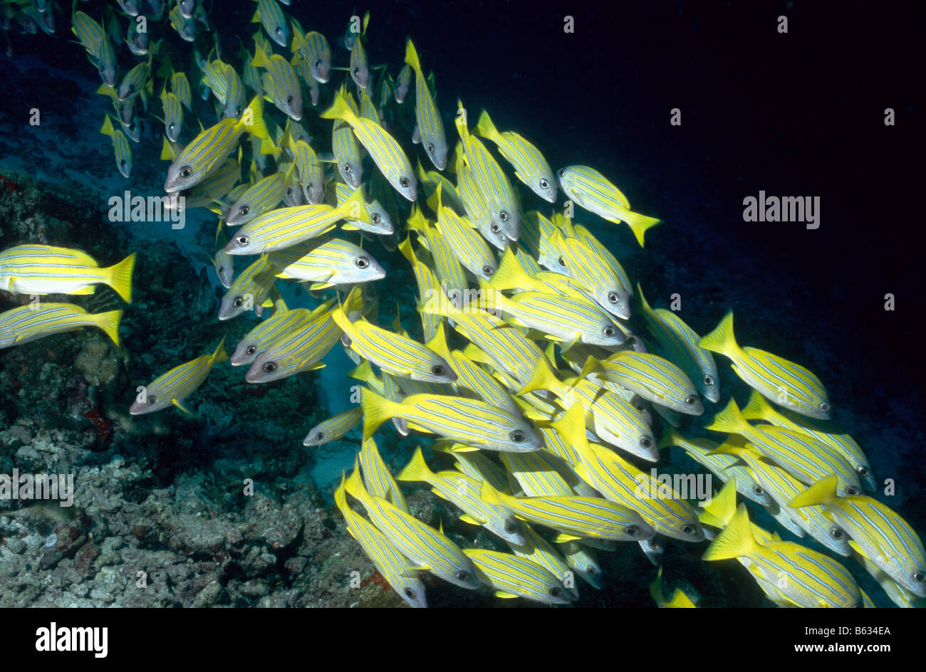 Secca delle strisce blu lutiani spostando verso di me. Famiglia: Lutjanidae. Lutjanus Kasmira. Maldive vita sottomarina. Foto Stock