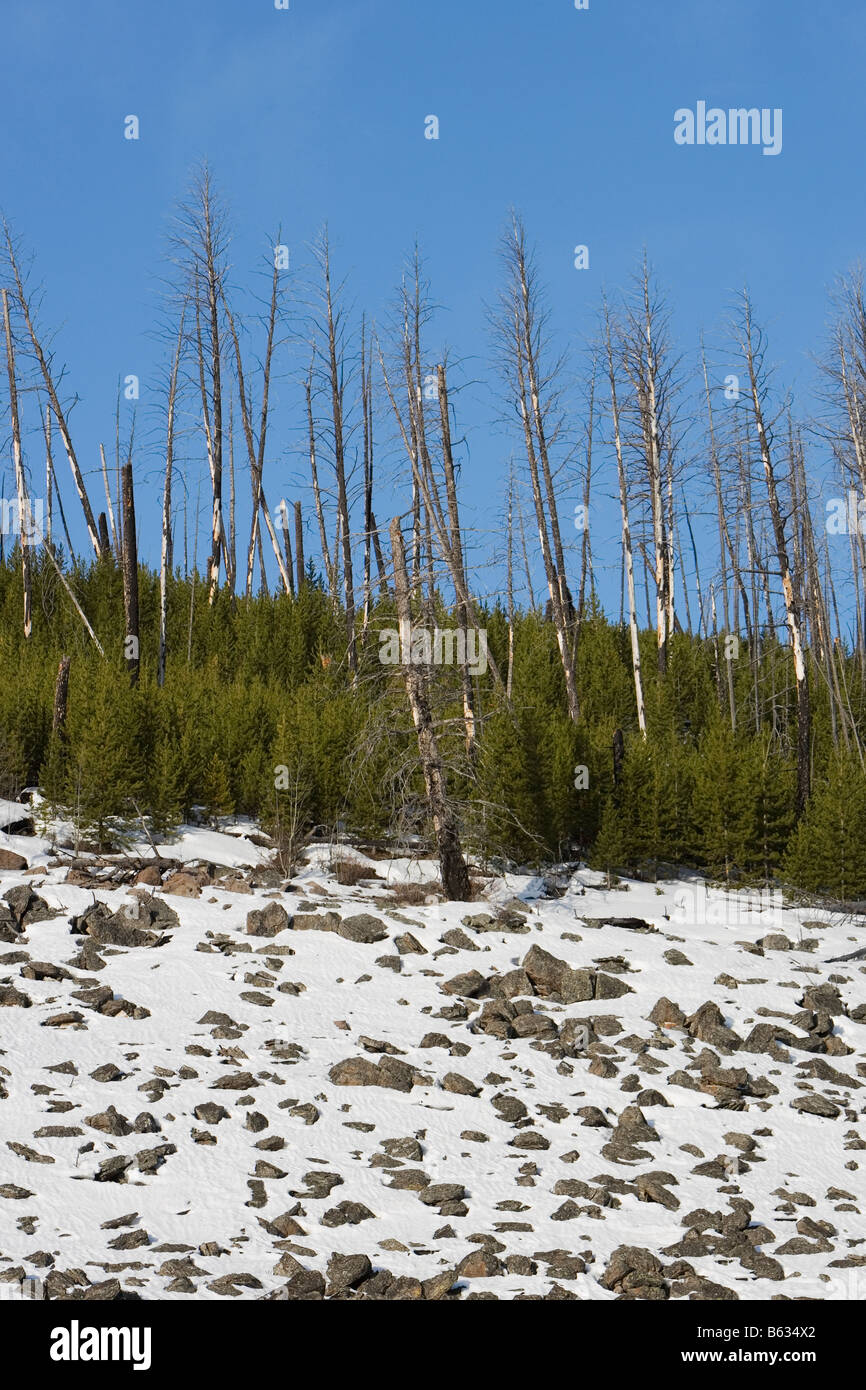 Gli alberi in una coperta di neve campo, il Parco Nazionale di Yellowstone, Wyoming USA Foto Stock