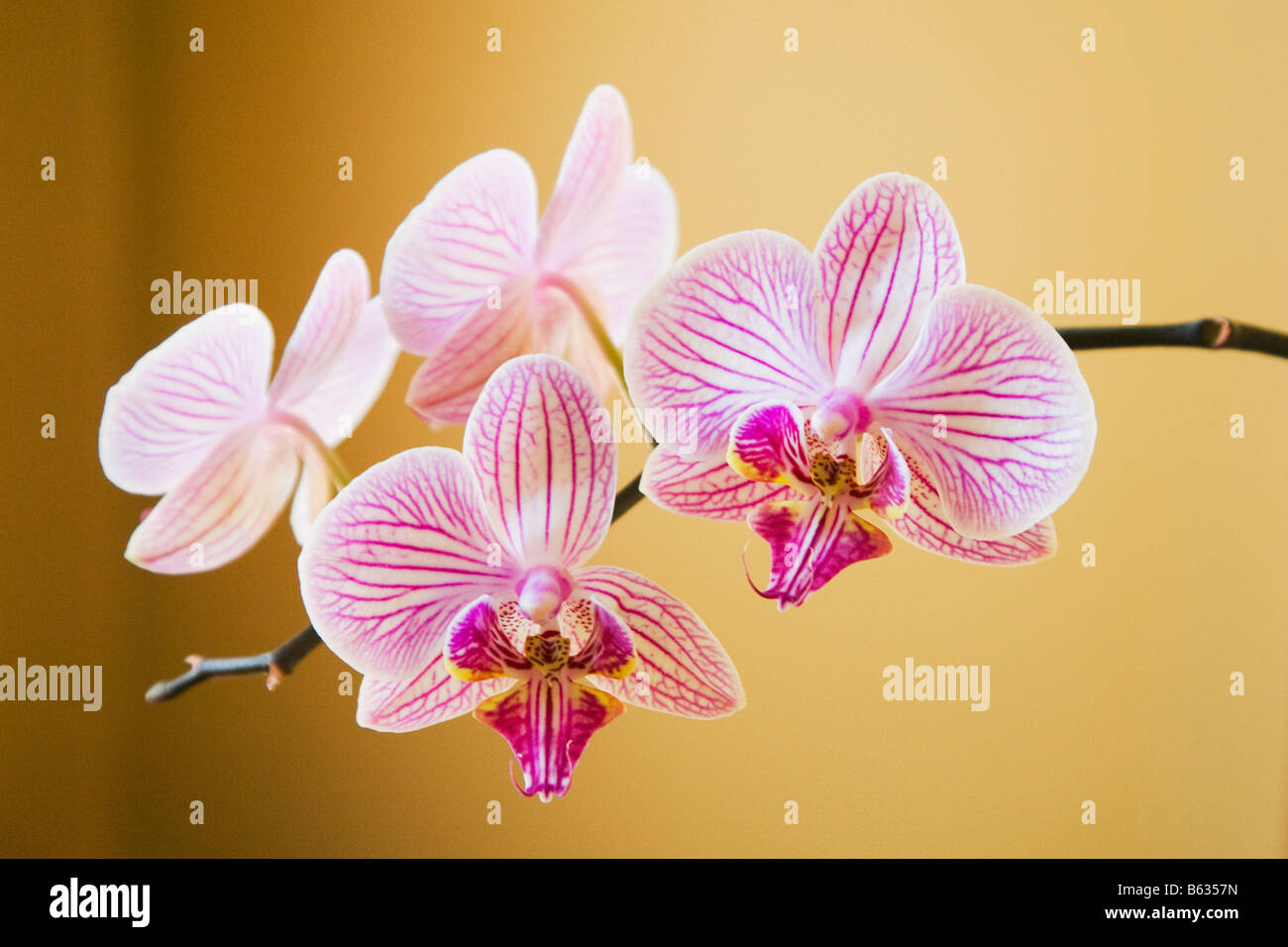 Close-up di orchidee Foto Stock