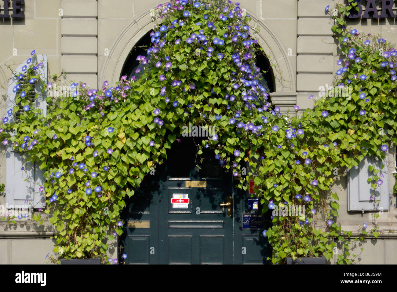 Mexican gloria di mattina (Ipomoea tricolore), Berna, Svizzera Foto Stock