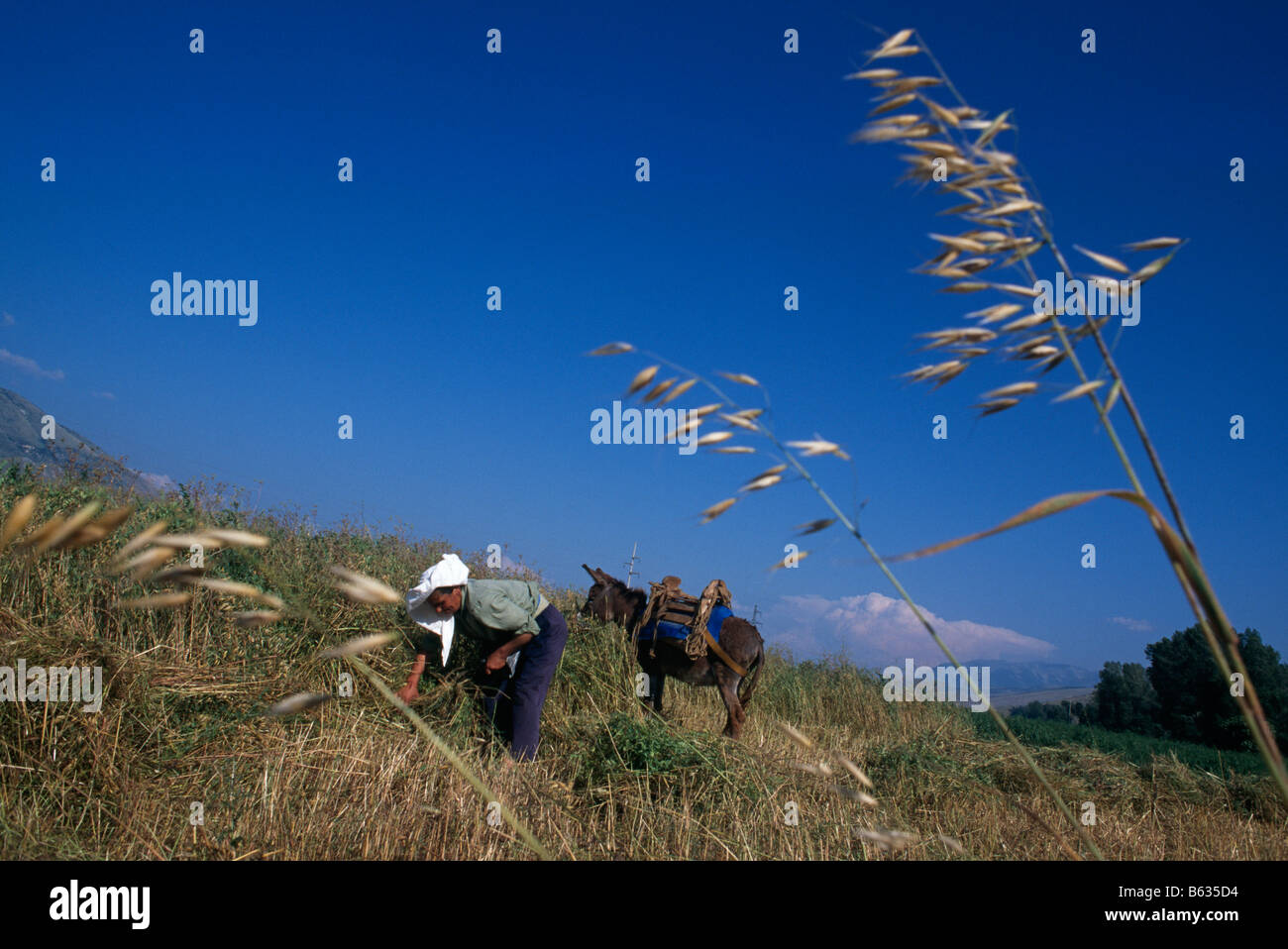 La donna il lavoro dei campi, Albania, 1994 Foto Stock