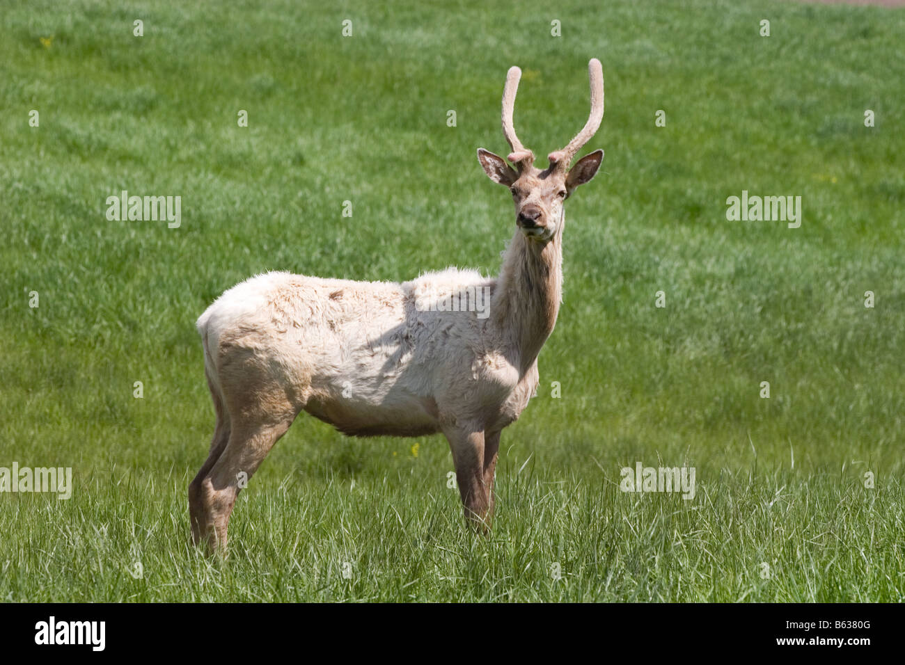 I giovani maschi bianco elk crescente nuovo rack di corna Foto Stock