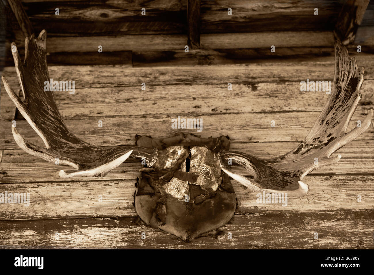 Close-up di un trofeo di caccia montato su una parete, vecchio sentiero storico, Cody, Wyoming USA Foto Stock