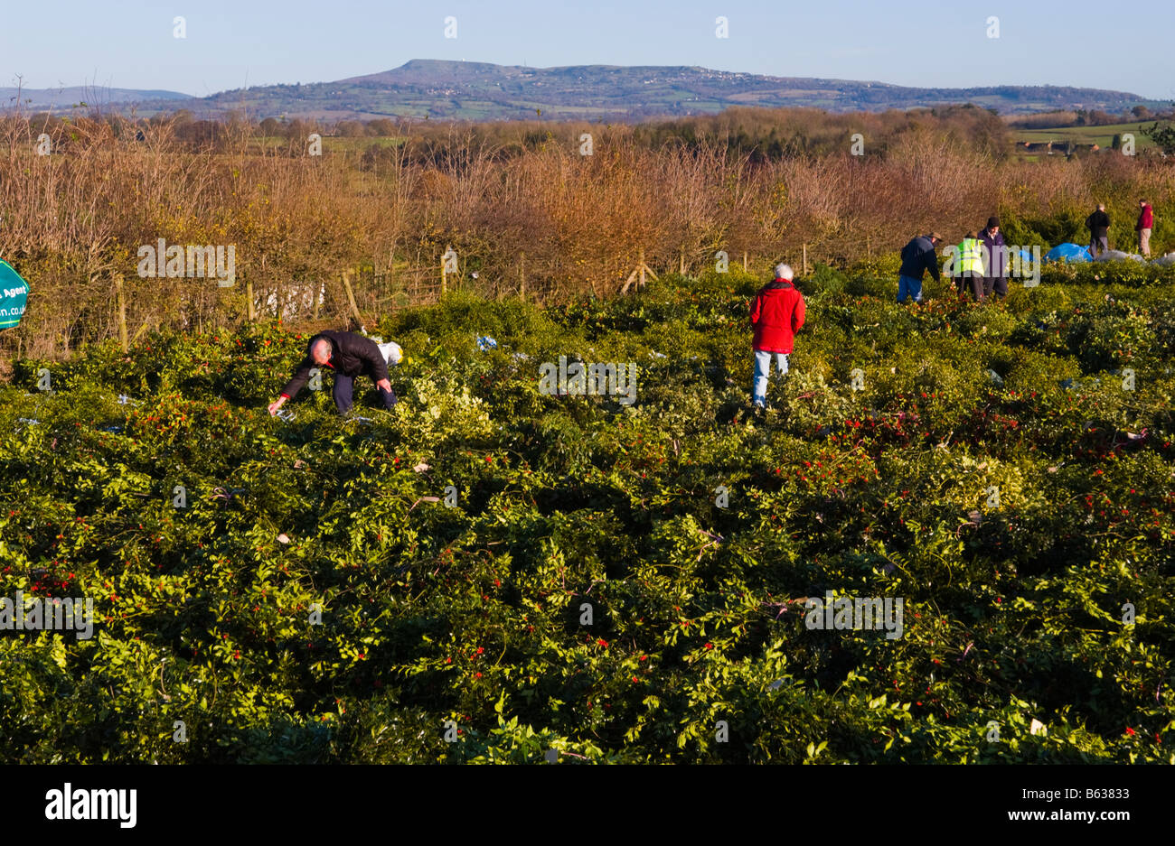 Commercio all'ingrosso annuale asta di taglio agrifoglio e vischio per le decorazioni di Natale a Little Hereford, Shropshire, Inghilterra, Regno Unito Foto Stock