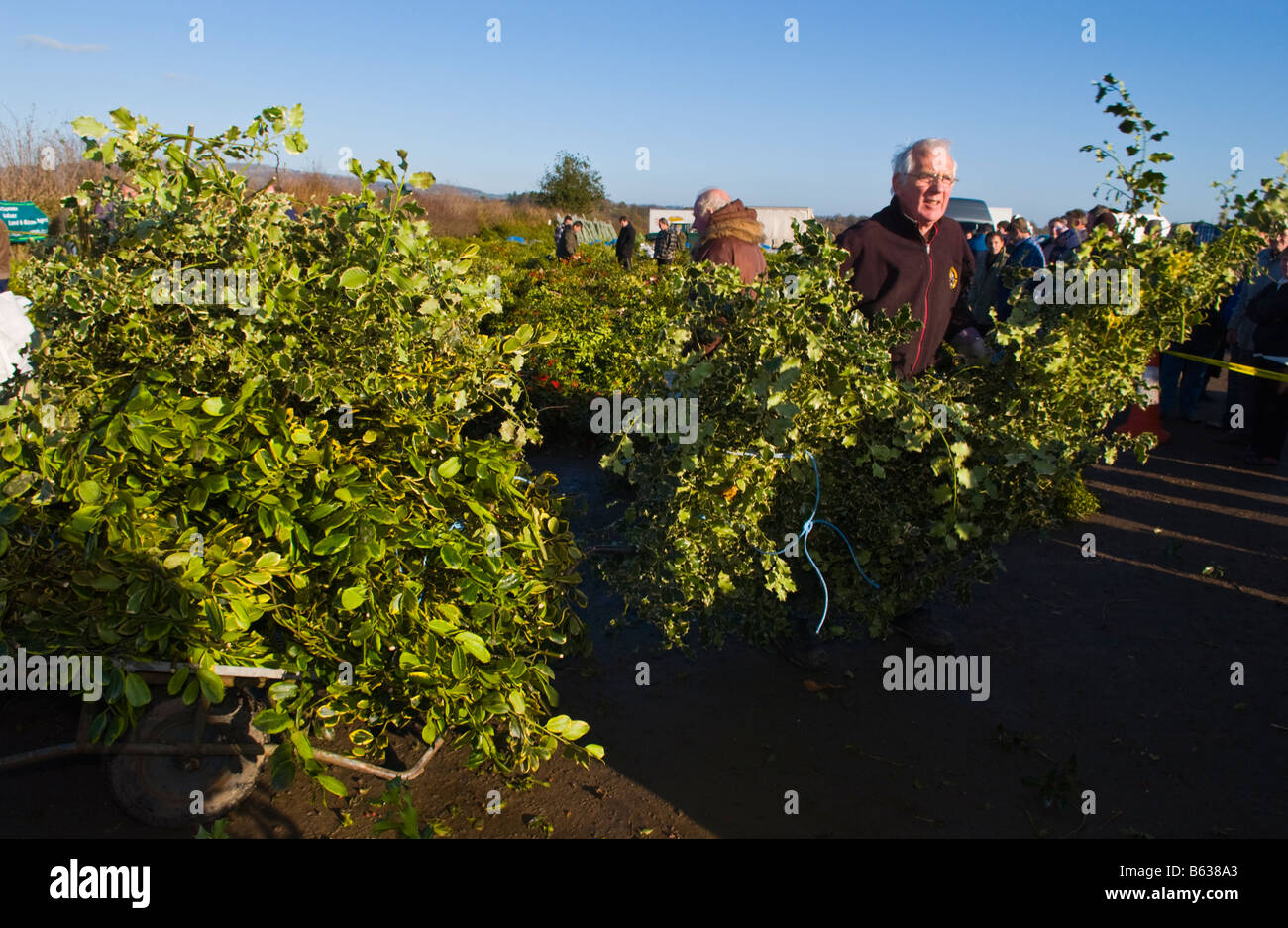 Commercio all'ingrosso annuale asta di taglio agrifoglio e vischio per le decorazioni di Natale a Little Hereford, Shropshire, Inghilterra, Regno Unito Foto Stock
