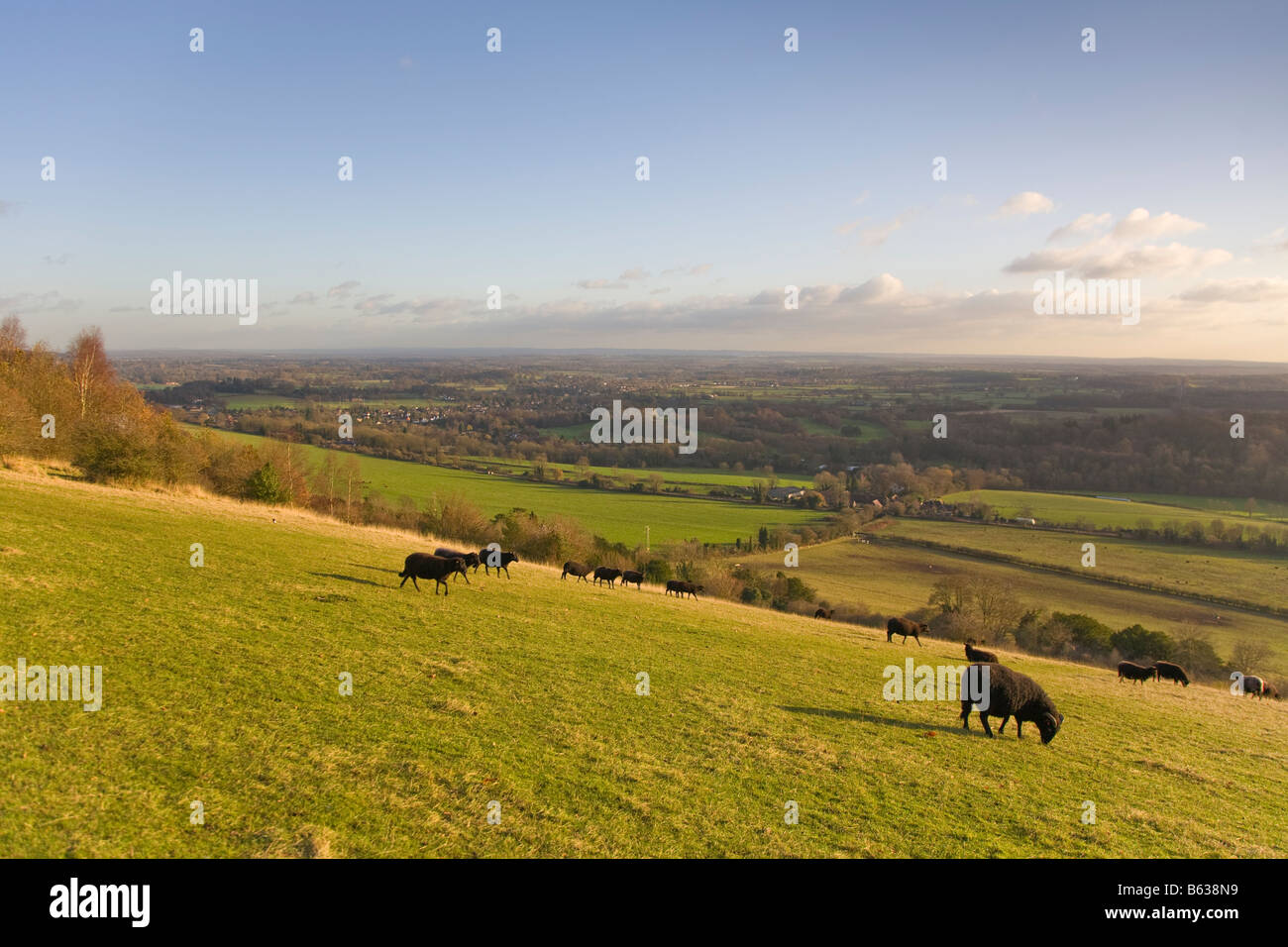 Box Hill, Dorking, Surrey in Inghilterra Foto Stock