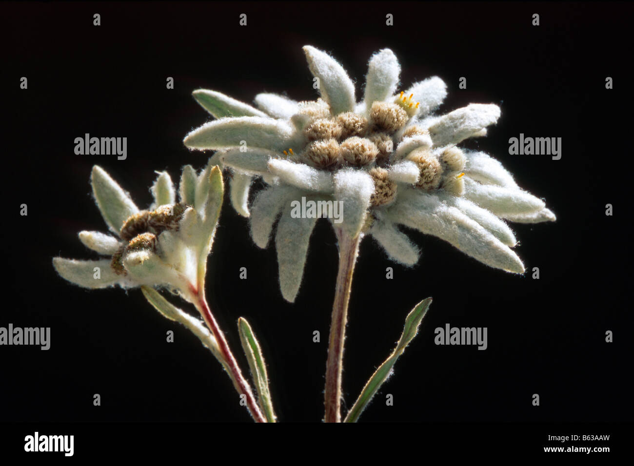 Edelweiss (Leontopodium alpinum), fiori visti contro uno sfondo scuro Foto Stock