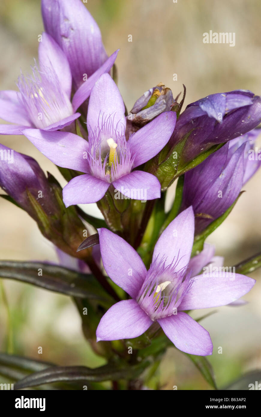 Chiltern genziana (Gentianella germanica), fiori Foto Stock
