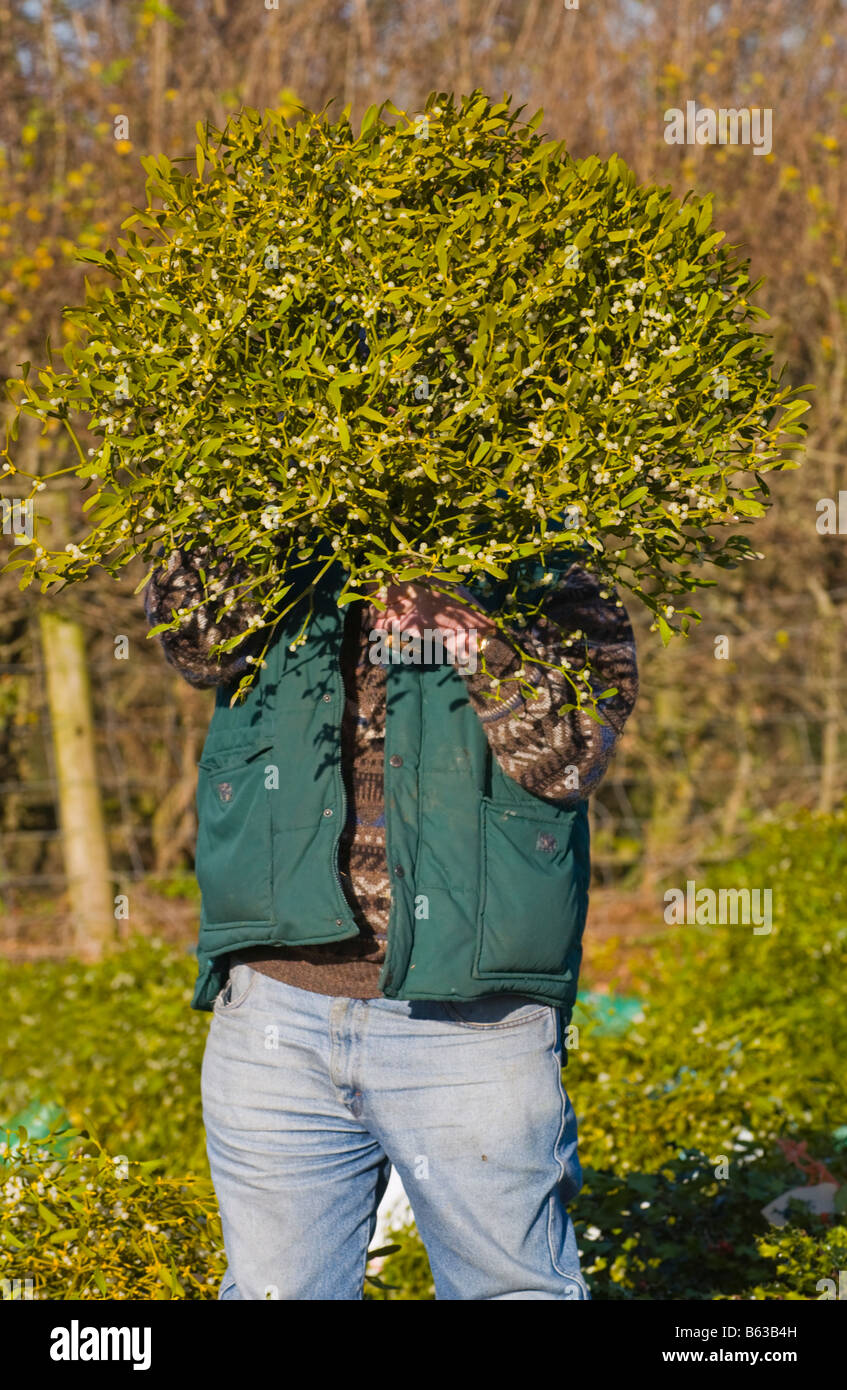 Commercio all'ingrosso annuale asta di taglio agrifoglio e vischio per le decorazioni di Natale a Little Hereford, Shropshire, Inghilterra, Regno Unito Foto Stock