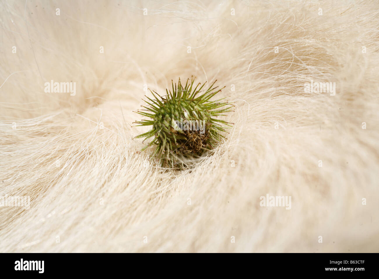 Bardana Arctium (sp). Seme in testa la pelliccia di un Golden Retriever Foto Stock