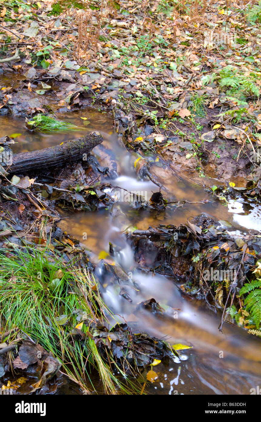 Un flusso in una foresta nel Surrey in tempo di autunno Foto Stock